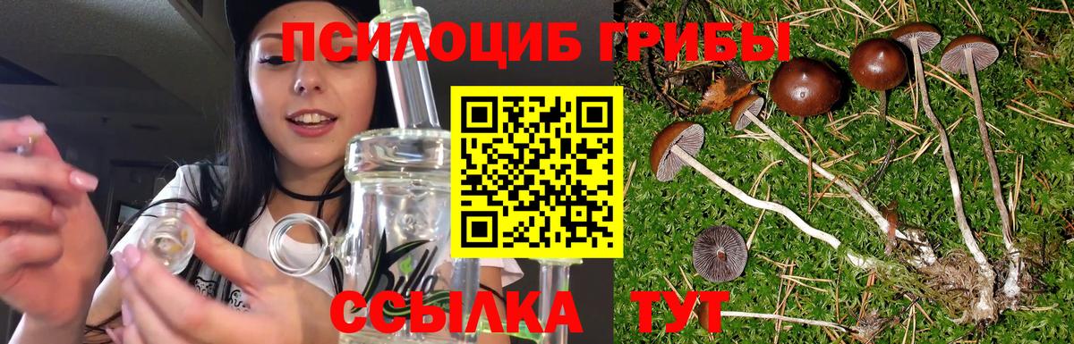 Галлюциногенные грибы Psilocybine cubensis Богданович