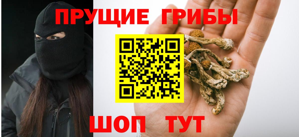 Псилоцибиновые грибы Psilocybe  Богданович 